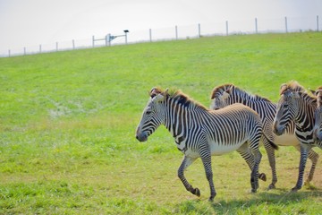 Fototapeta na wymiar Herd of Grevy's zebra running outside