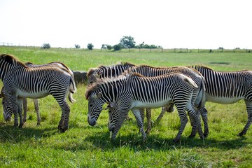 Herd of Grevy's zebra running outside