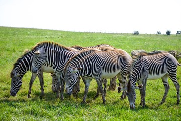 Fototapeta na wymiar Herd of Grevy's zebra grazing outside
