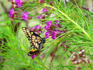 butterfly on a flower