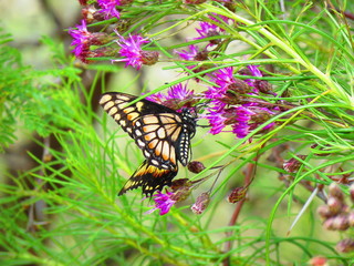 butterfly on flower