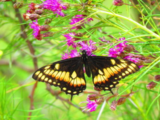 butterfly on flower