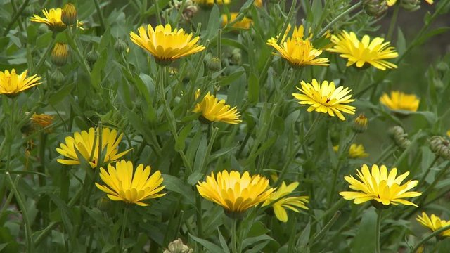 Steady, medium close up shot of yellow field marigold flowers.