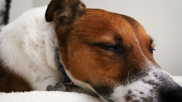 Jack Russell Terrier sleeping in bed. A brown dog sleeps on a white blanket as natural light fills the bright room. Macro shot shows loving family pets and dog friendly hotels.