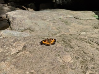 yellow and black monarch butterfly sitting on rock
