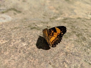 Fototapeta na wymiar yellow and black monarch butterfly sitting on rock