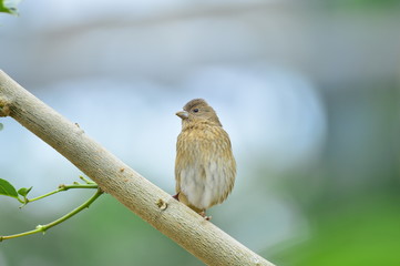 The outdoor fringillidae birds in the park