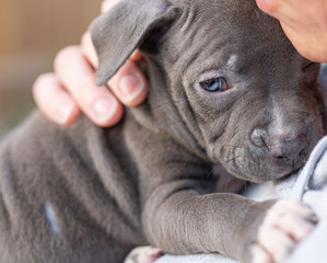 puppy with blue eyes gets a hug and a kiss
