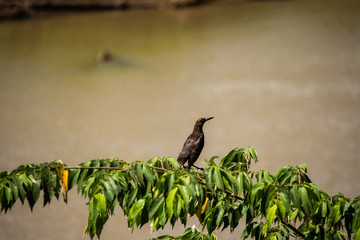 Bird