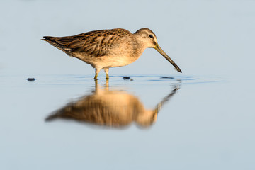 Long-billed Dowitcher with Reflection  Foraging on the Pond