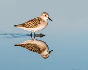 Semipalmated Sandpiper with Reflection Standing on the pond 