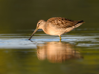 Long-billed Dowitcher with Reflection Foraging on the Pond