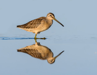 Long-billed Dowitcher with Reflection Foraging on the Pond