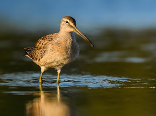 Long-billed Dowitcher Foraging on the Pond
