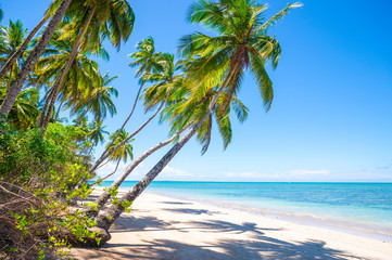 Palm trees casting shadows on a wide tropical Brazilian beach on a remote island in Bahia Nordeste Brazil