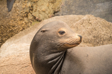 Naklejka premium Monterey Sea Lion Portrait