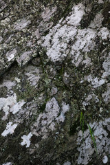 Obraz premium The aged wall of the rock