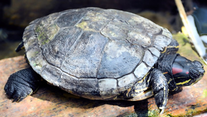 Turtle sitting on a rock and resting