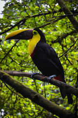 toucan