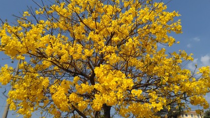 autumn leaves on a tree