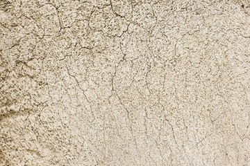 Close-up photography of the bone .