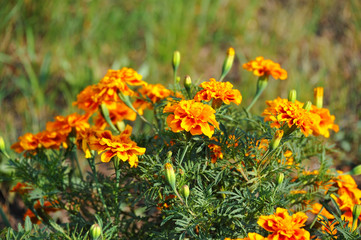 Tagetes flower in flowerbed