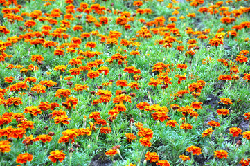 Fototapeta na wymiar Tagetes flower in flowerbed