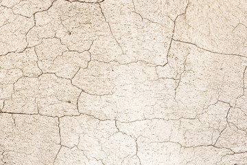 Close-up photography of the bone .