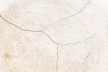 Close-up photography of the bone .