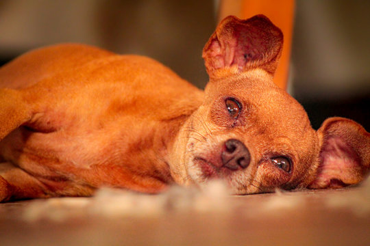 Retrato Perro Pischer