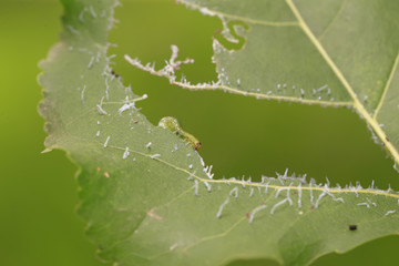 A close-up of a caterpillar on a green leaf