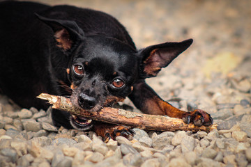 Perro pinscher mordiendo palo