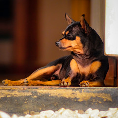 Retrato perro pinscher acostado en el suelo