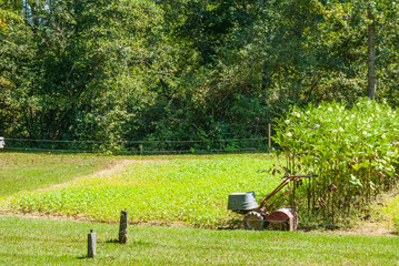 A cute little piece of farm land in Georgia. This lush green vegetation thrives under the sun and blue skies