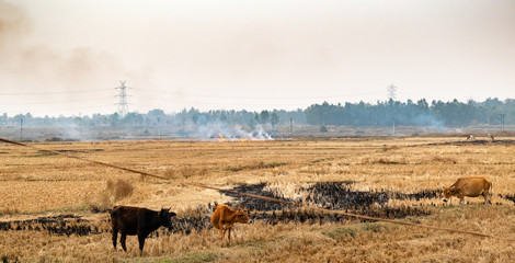 Large amounts of smoke generated by fire, straw and hay in the dry season or post harvest season in West Bengal, India.
