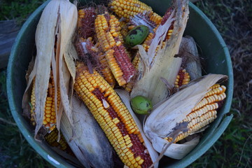 Field Corn