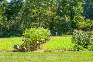 A cute little piece of farm land in Georgia. This lush green vegetation thrives under the sun and blue skies
