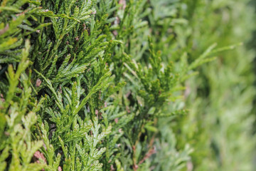 Fototapeta na wymiar Natural view of green pine leaf. Abstract background with selective focus. Ecology, fresh wallpaper concept.