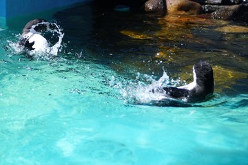 おたる水族館の人気者 © kat334