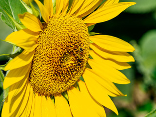 Naklejka premium Bee covered in pollen on a sunflower head- close up detail shot