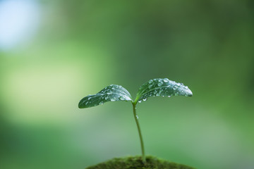 水滴のついた双葉　エコイメージ