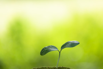 双葉　エコイメージ