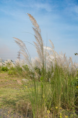 Kans grass/ Kash phool at the time of Sunset with selective Focus used.