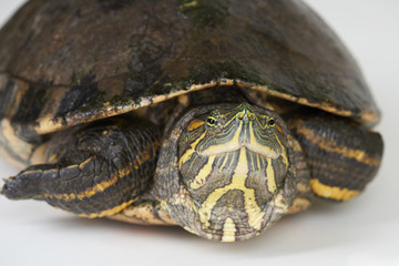 Cute turtle look in camera