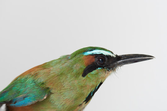 Profile view of guardabarranco bird