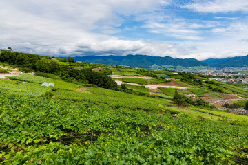山梨県笛吹市のぶどう畑