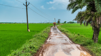 Indian Agricultural field with village road in the early morning.