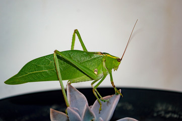 grasshopper on leaf