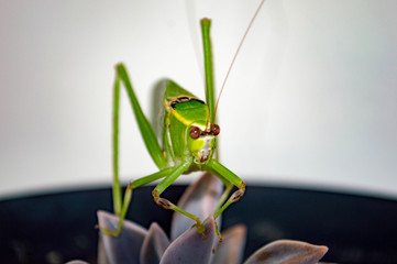 praying mantis on green background