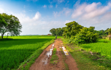 Fototapeta na wymiar Indian Agricultural field with village road in the early morning.
